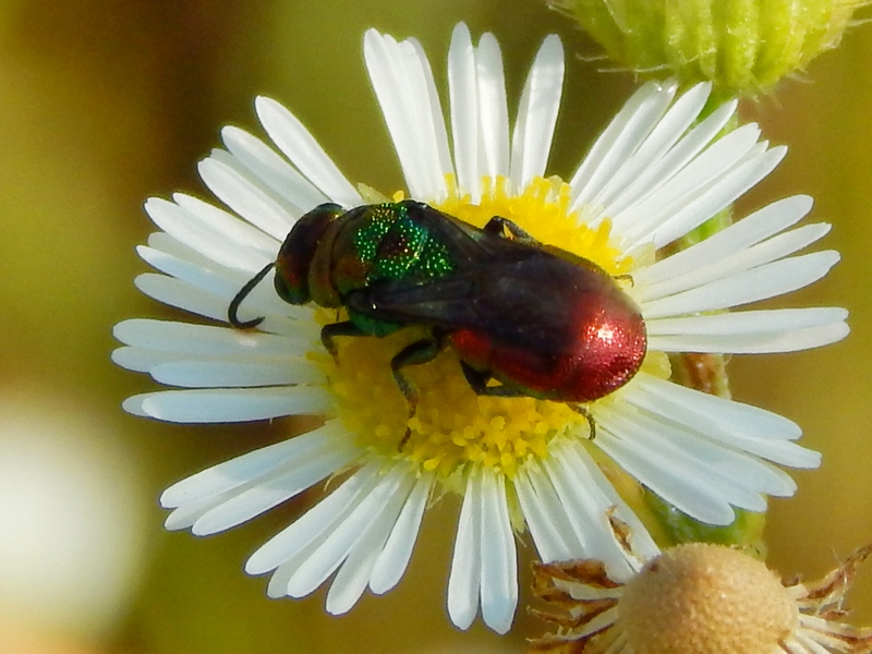 Chrysididae: Hedychrum cfr. niemelai m. (foto 1 e 2) e H. rutilans m. e f. (3 e 4)
